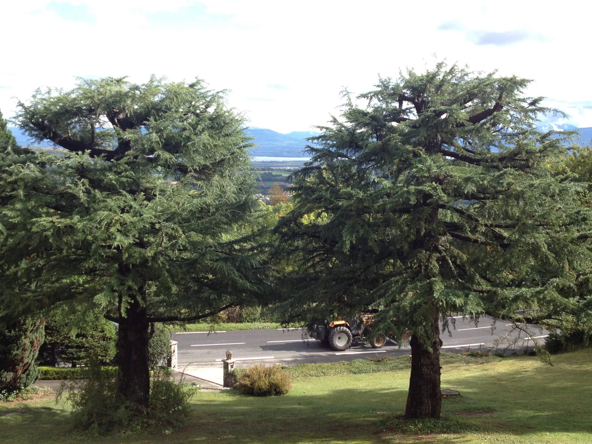 Taille de cèdre à Gex avec Guigonnat Elagage